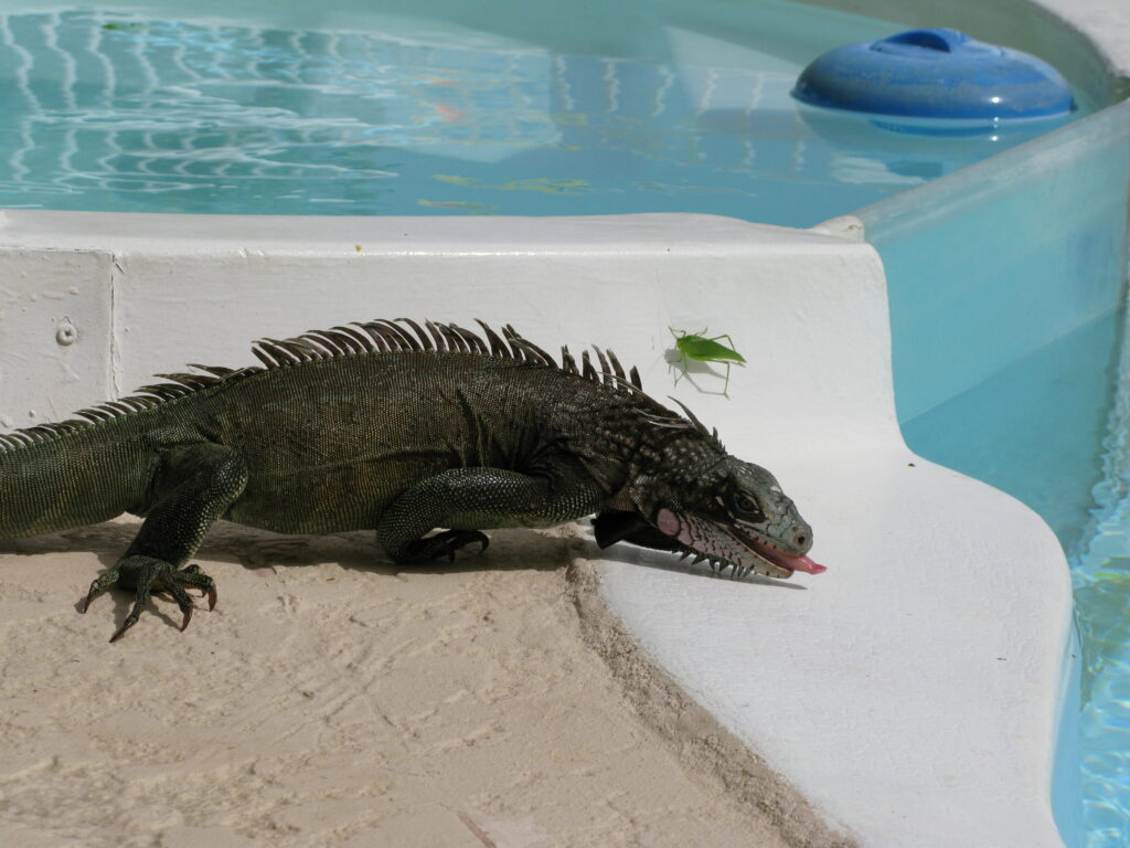 Green Iguana Feeding on Katydids
