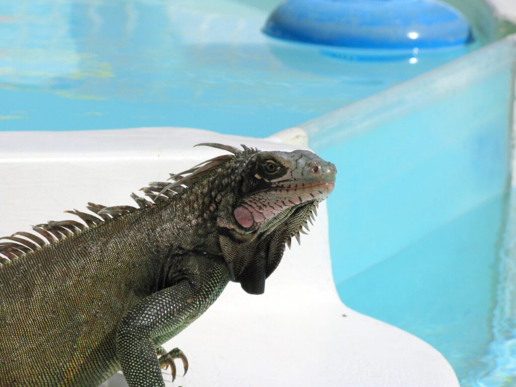 Green Iguana at the Sauna