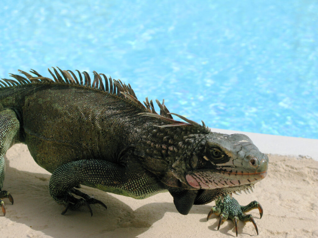 Fearless Green Iguana