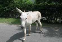 Feral Donkey Posing for the Camera