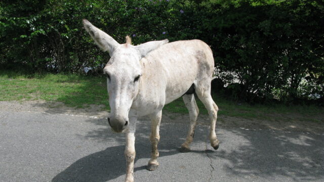 Feral Donkey Posing for the Camera