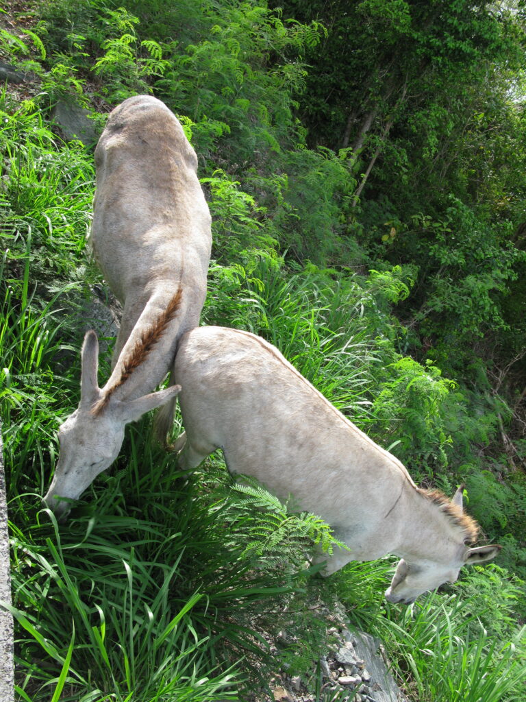 Sure Footed Feral Donkeys have No Fear of the Steep Inclines