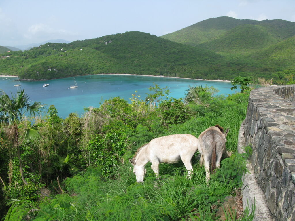 Feral Donkeys Grazing on the Slopes