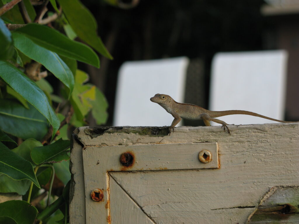 Crested Anole Perched on Back Gate