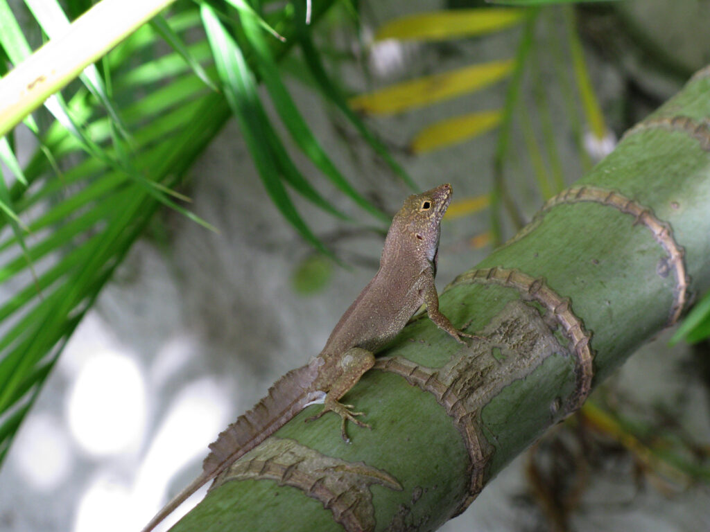 Crested Anole on Bamboo