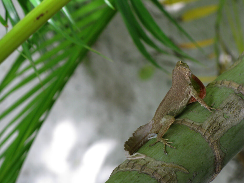 Crested Anole Extending Its Dewlap