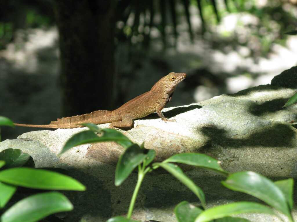 Crested Anole Sunning Himself