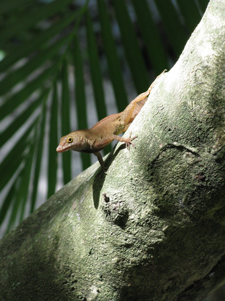 Curious Crested Anole
