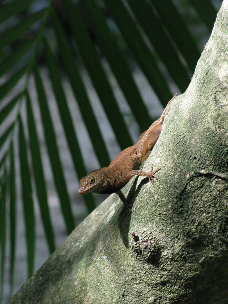 Crested Anole Checking Me Out