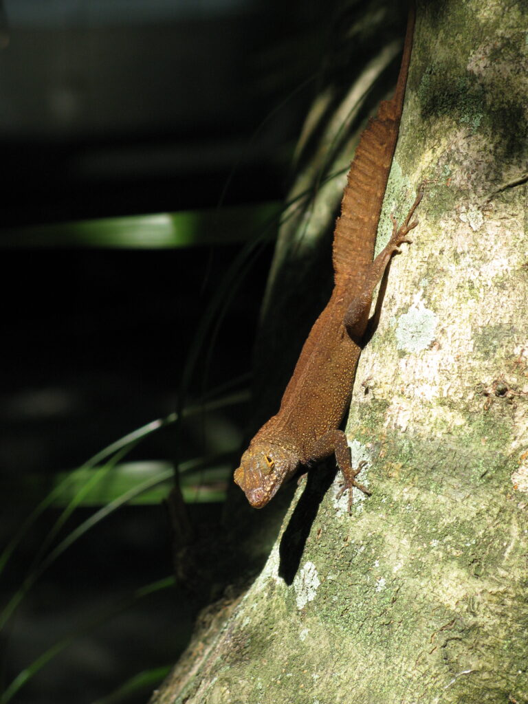 Crested Anole Colored in Rusty Brown