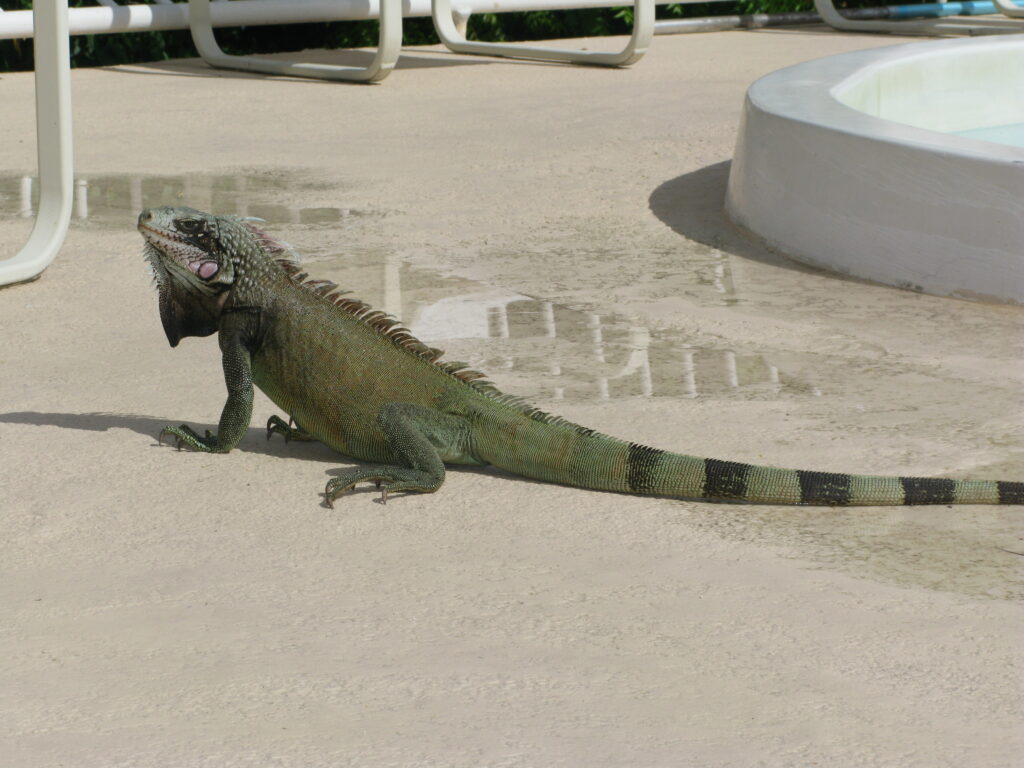Green Iguana Looking for a Handout
