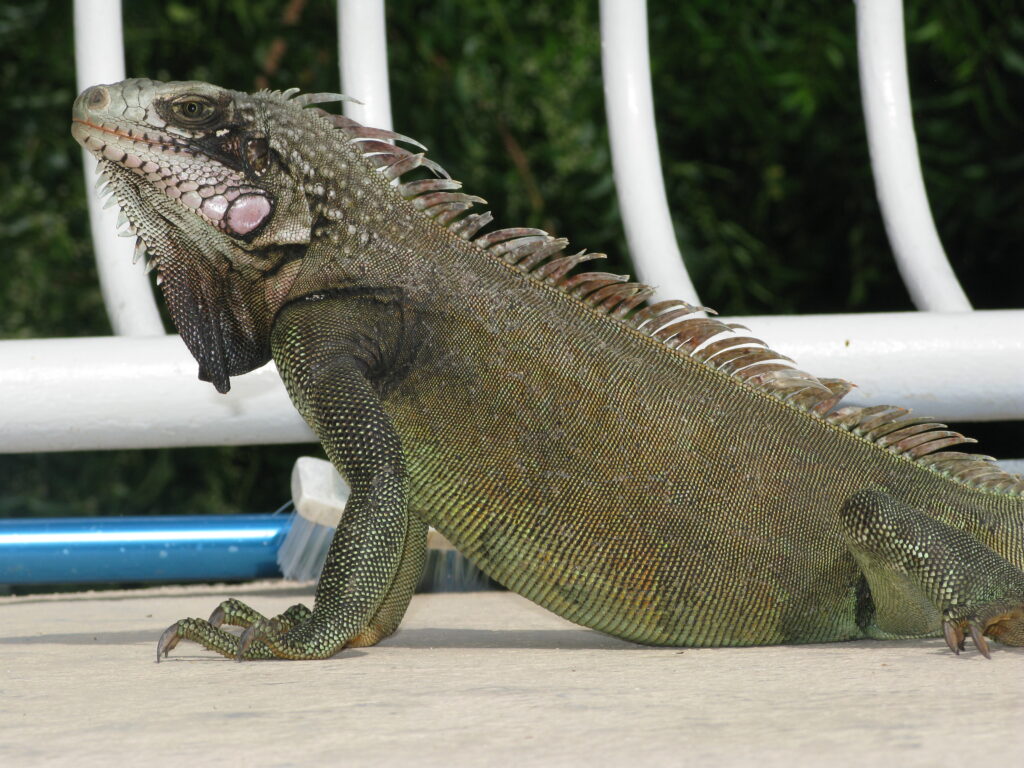 Close up shot of a Green Iguana