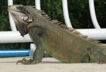 Close up shot of a Green Iguana