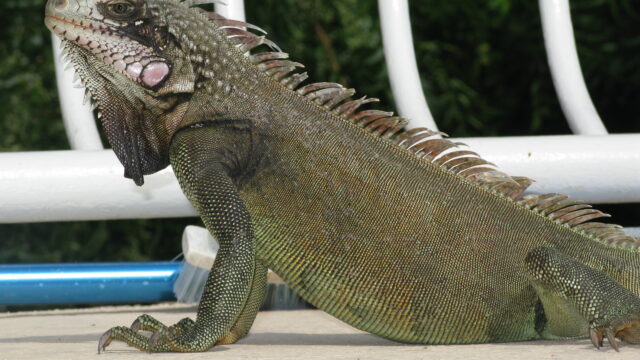 Close up shot of a Green Iguana
