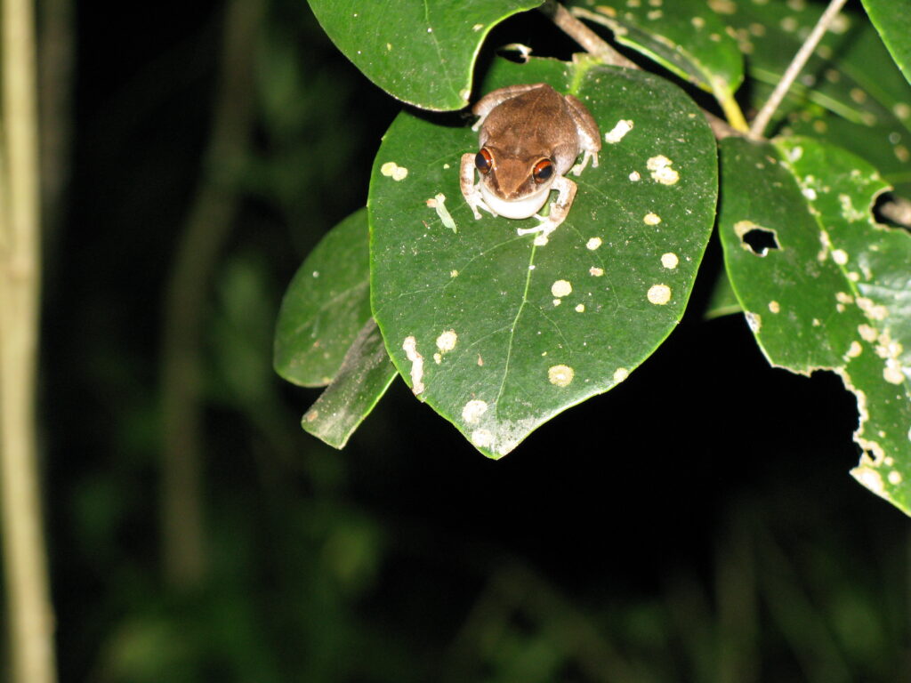 The Elusive Tree Frog