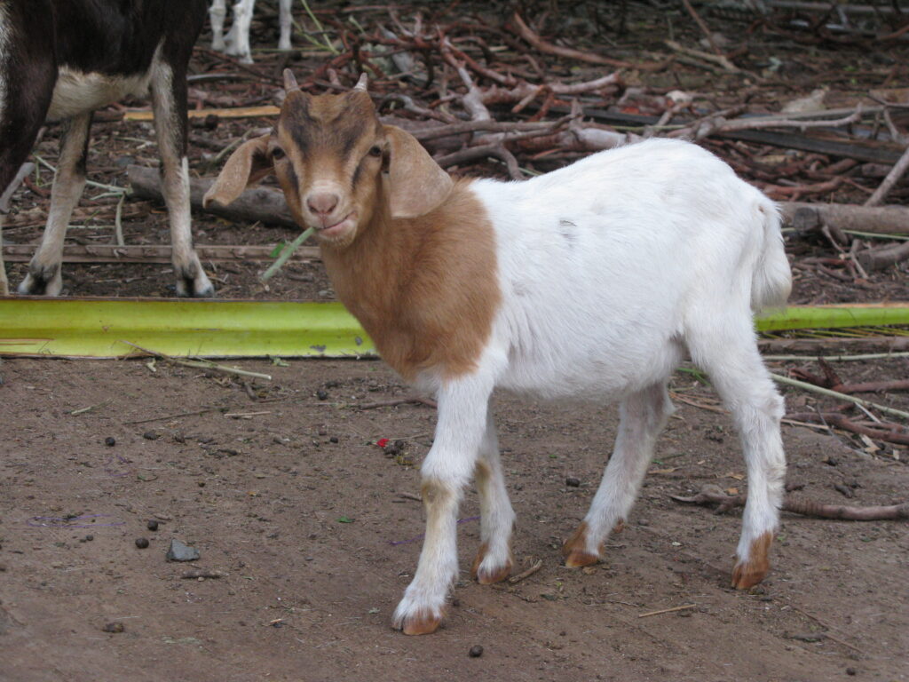 Cute Little Goat